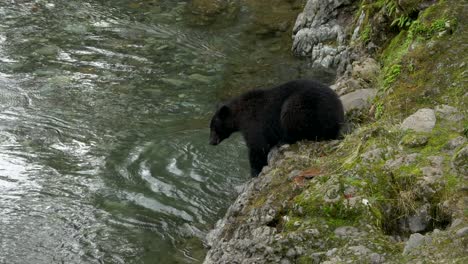 Oso-Negro-Atrapando-Un-Pez-Justo-Fuera-De-Un-Río-En-Columbia-Británica-Canadá