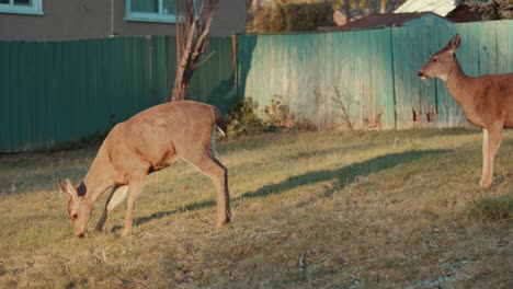 Columbian-Black-Tailed-Deer-Walking-Sunset