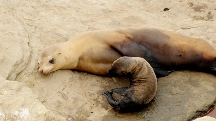 Close up footage of sea lion pup with mother on the beach in La Jolla California