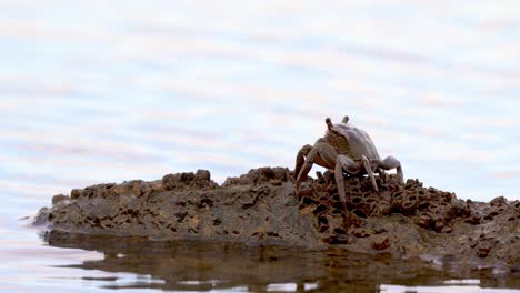 neohelice granulata sentada sobre una roca en la zona intermareal