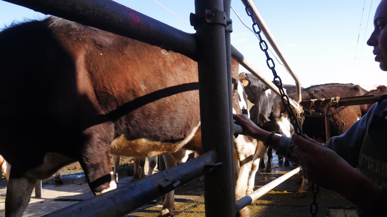 Menina soltando vacas no laticínio