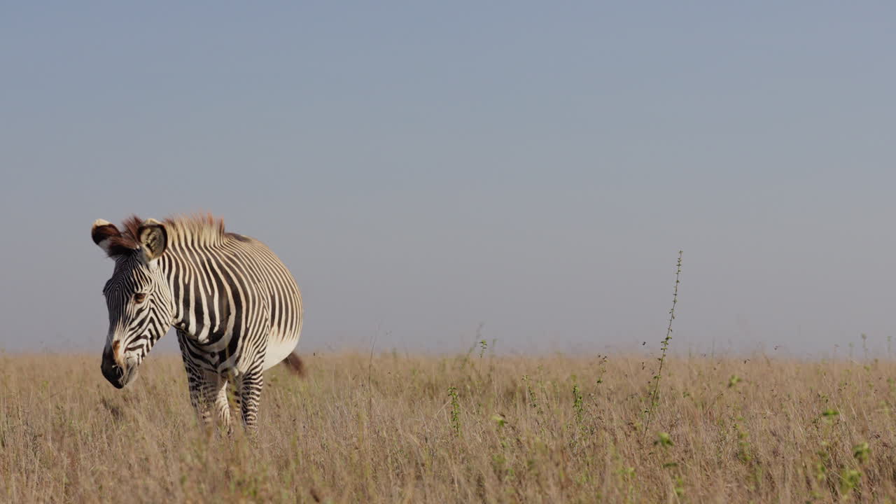 Zebra delle pianure maschio che cammina nella prateria arida