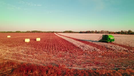 Los-Enormes-Campos-De-Algodón-Durante-La-Cosecha-En-Abbeville,-Georgia.