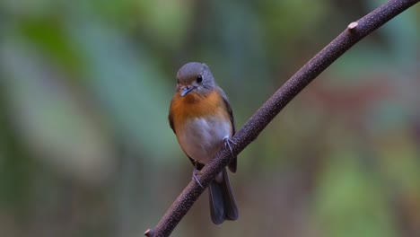 Blick-Nach-Rechts-Und-Dann-In-Richtung-Der-Kamera,-Während-Sie-Auf-Einer-Rebe-Sitzt,-Weibchen-Des-Indochinesischen-Blauschnäppers-Cyornis-Sumatrensis,-Thailand