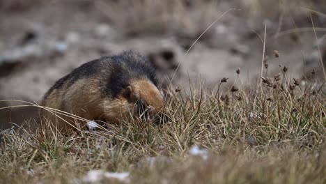 the long-tailed marmot or golden marmot feeding