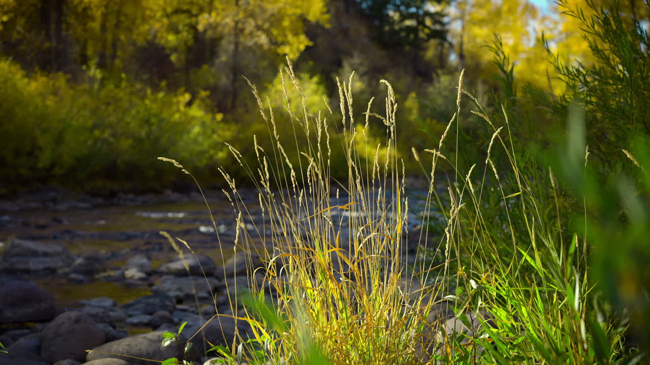 Reed Grass Growing on the Side of a Rocky Shallow River Swaying with the Light Breeze on a Quiet Autumn Day - Fixed Slow-Mo Shot