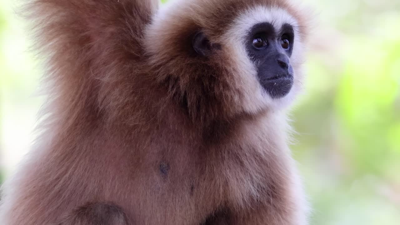 A gibbon intently observes its environment, showcasing its expressive face amidst vibrant greenery.