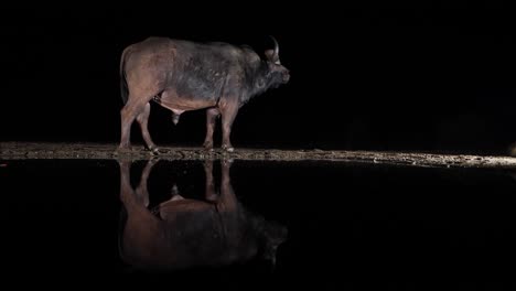 perfil de búfalo de cabo muy quieto que se refleja en aguas negras por la noche