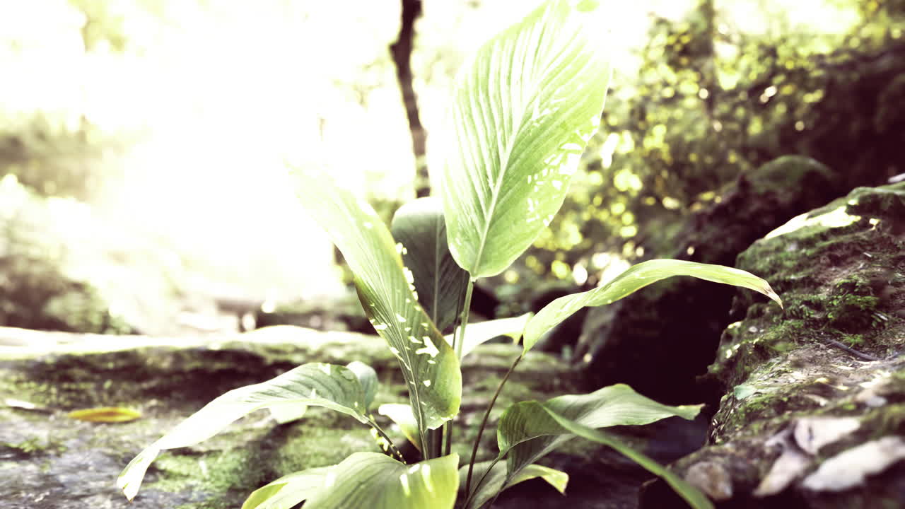 Bright green plant thriving near a serene water stream in a lush forest