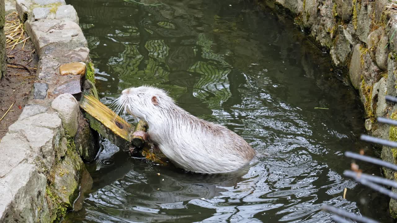 una nutria blanca sacudiendo la piel mojada después de nadar subiendo una escalera corta en un canal de agua