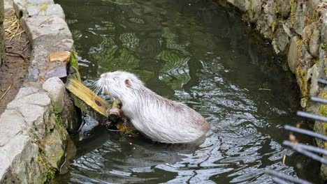 Eine-Weiße-Nutria-Schüttelt-Ihr-Nasses-Fell,-Nachdem-Sie-Geschwommen-Ist-Und-Eine-Kurze-Leiter-In-Einem-Wasserkanal-Erklimmt-Hat