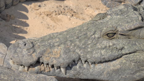 crocodile eating meat head view with mighty jaws