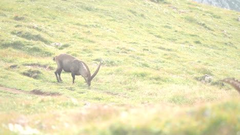 FULL-SHOT-An-alpine-ibex-leisurely-grazing-on-the-slopes-of-Schneibstein-in-Golling-Austria