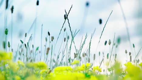 flowers with white, green, yellow blowing flowers in a bright day