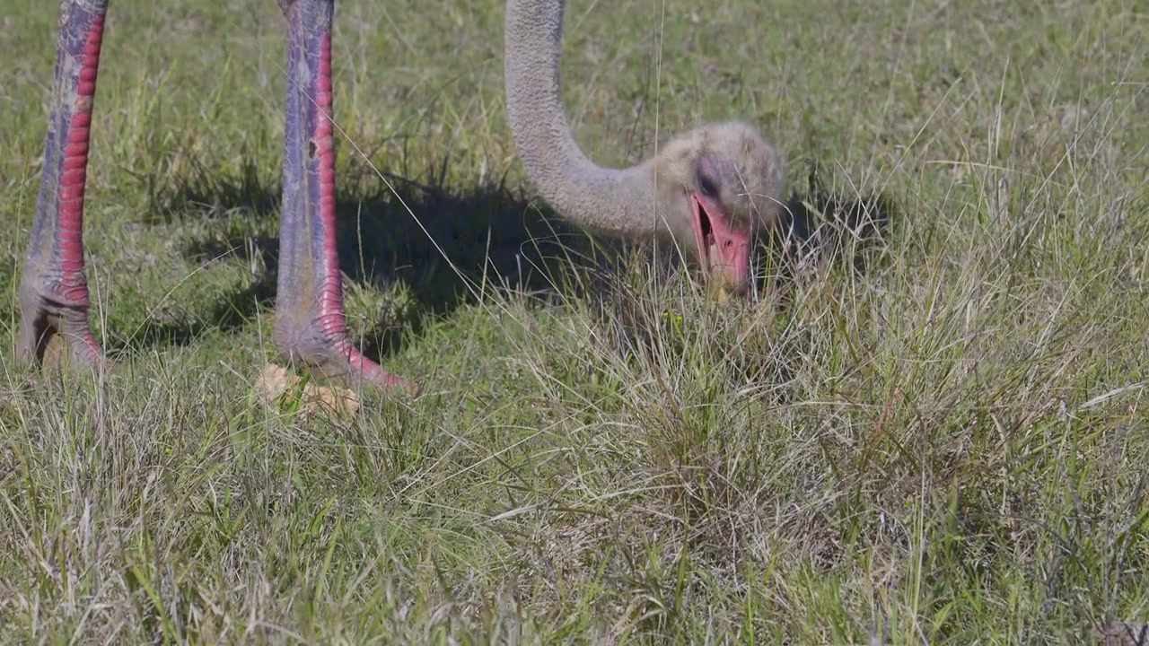 Autruche (Struthio camelus) en gros plan d'un mâle en quête de nourriture dans le parc national d'Addo, au ralenti.