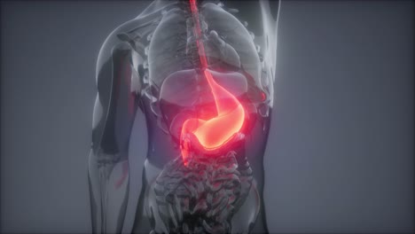 examen de radiología estomacal humano