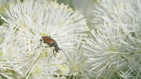 escarabajo soldado comiendo polen en flor macro cerrar