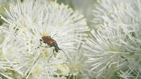 soldier beetle eating pollen on flower macro close up