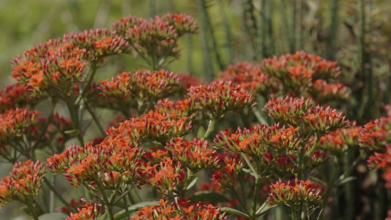 The flowers of the stonecrop tree are red.