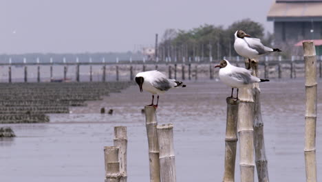 Standing-on-bamboo-stilts-are-three-black-headed-seagulls-Chroicocephalus-ridibundus-are-facing-the-sea-as-they-are-being-blown-by-a-gentle-breeze-at-Samut-Prakan,-in-Thailand