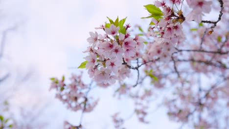 looking up at natural cherry blossom branch pink springtime flower blossoms and blue sky