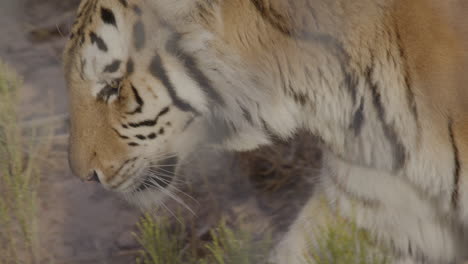 tigre cautivo caminando en el recinto