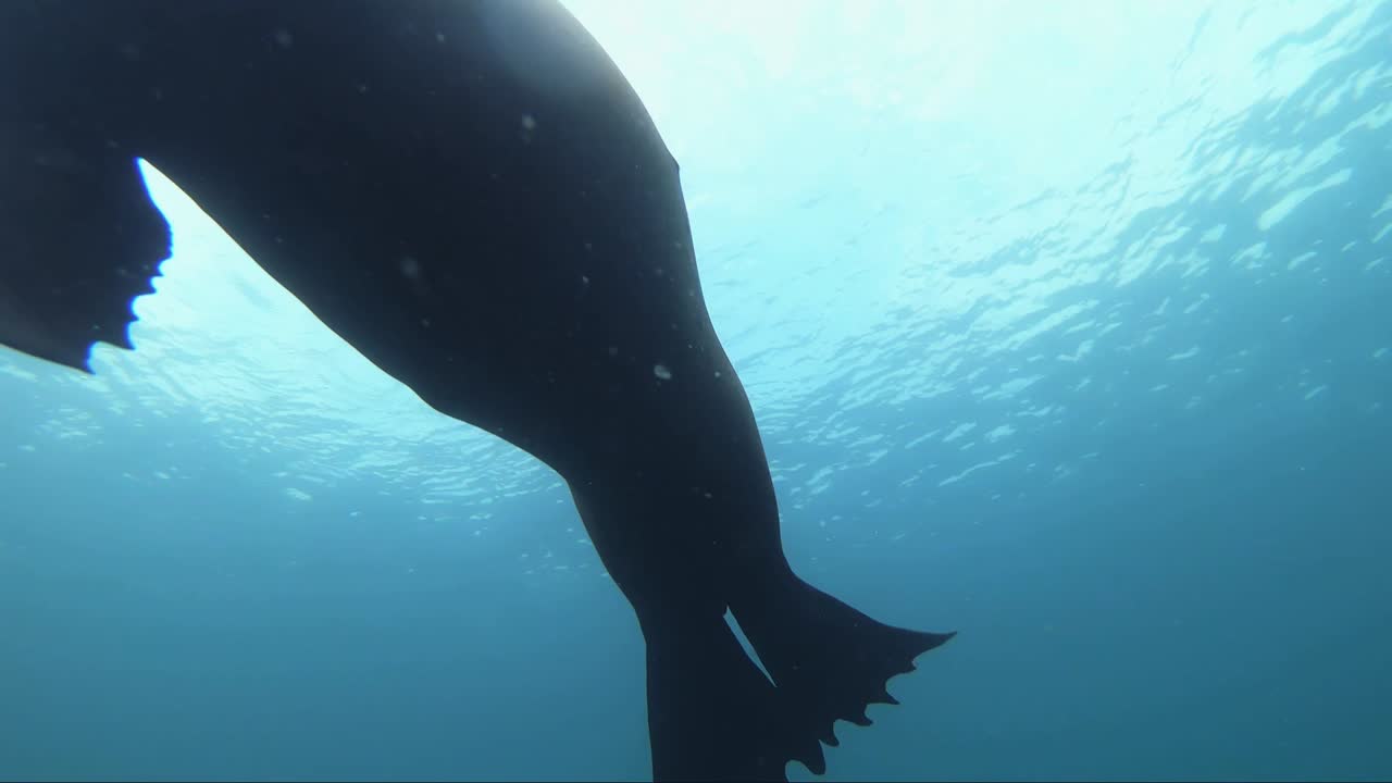 수면 근처에서 잠수하는 바다사자는 한 다이버, 장난기 많은 해양 포유동물의 카메라에 대해 궁금해합니다.