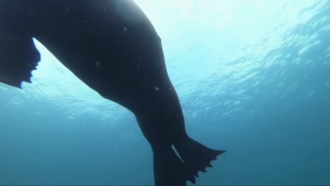 el buceo con leones marinos cerca de la superficie tiene curiosidad por la cámara de un buzo, un mamífero marino juguetón