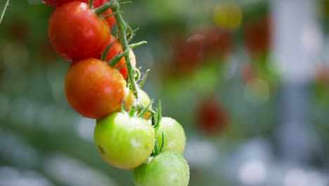 Rot-grüne-Kirschtomaten-Reifen-Am-Pflanzenstamm,-Nahaufnahme.-Rohes-Bio-Gemüse