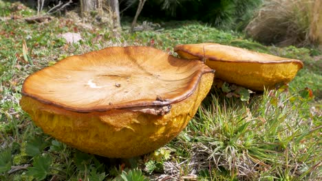 yellow-fungi-on-a-sunny-day-in-the-andes-in-sudamerica-this-kind-of-fungis-grow-up-only-in-highlands