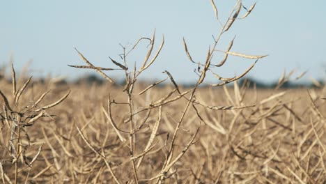 shot of a dry canola field with landscape forests in the background in magdeburg, germany