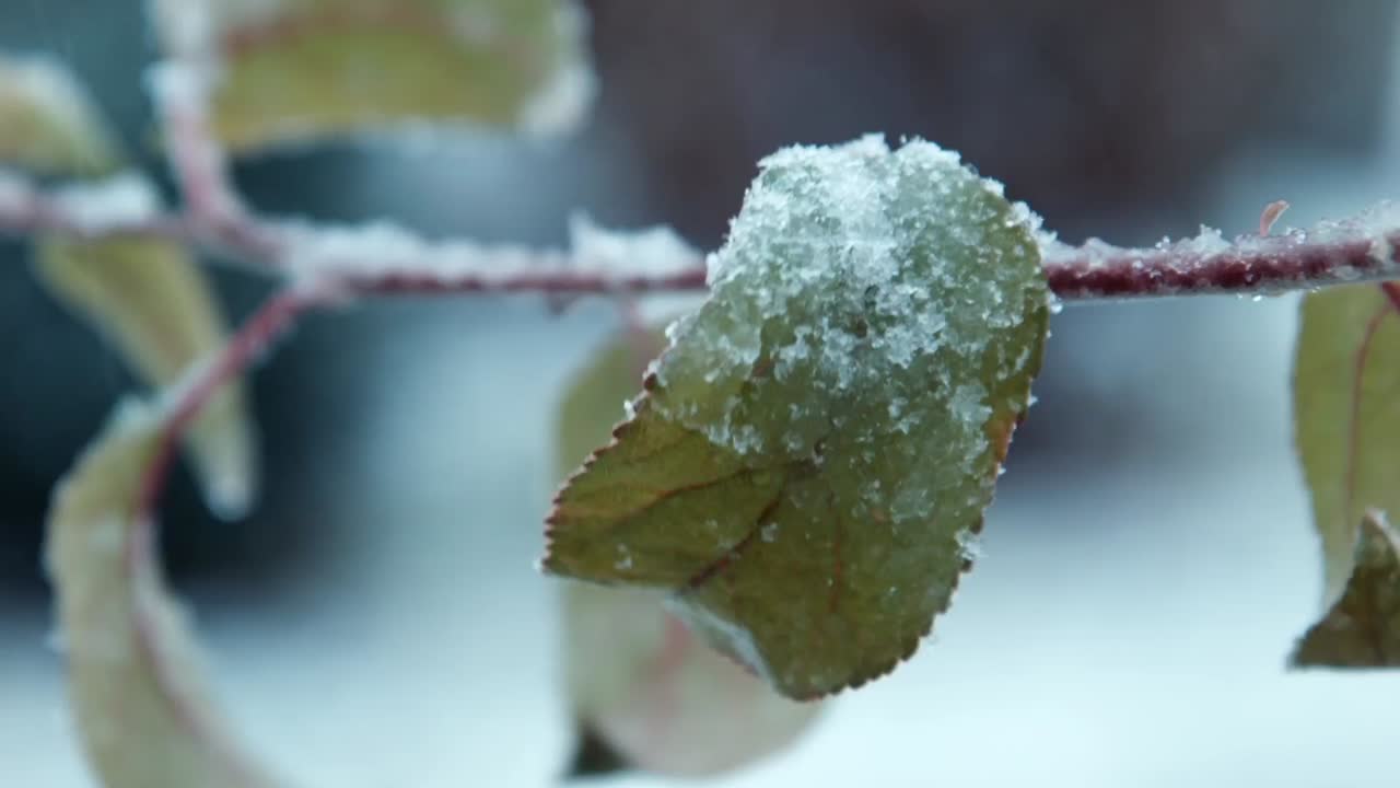 The first autumn snow falls on the leaves of the tree