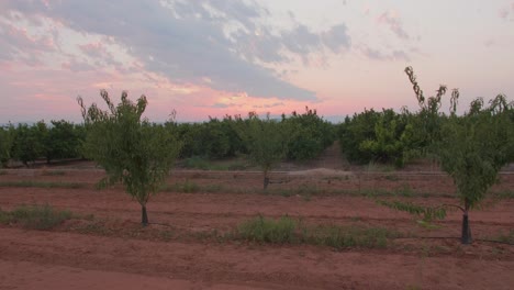 Campo-De-Olivos-Durante-La-Puesta-De-Sol-En-España