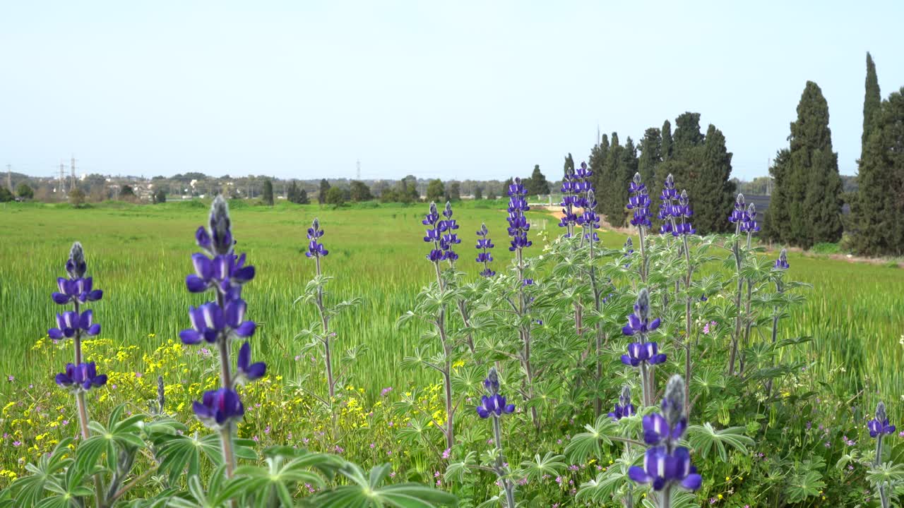 밀 과 보리 들 이 있는  에 꽃 이 피고 있다