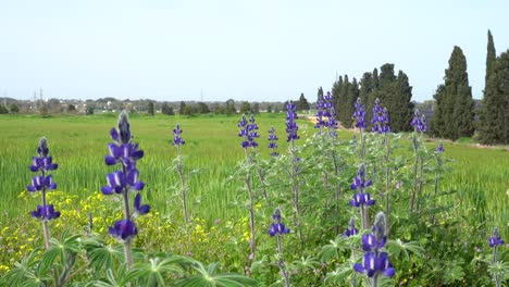 el lupino florece junto a un campo de trigo y cebada