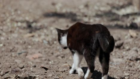 Schwarz-weiße-Streunende-Katze,-Die-Im-Freien-Spazieren-Geht---Nahaufnahme,-Zeitlupe