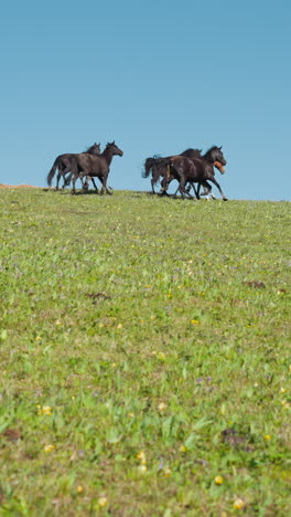 purebred mares with small foals free roam on green hill horizon under clear sky slow motion. domesticated horses herd runs along wild meadow on sunny day