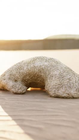 산호의 근접 사진