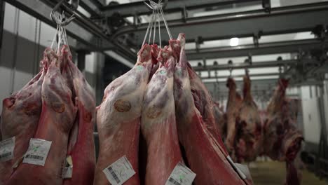 animal carcasses hanging in a meat processing facility