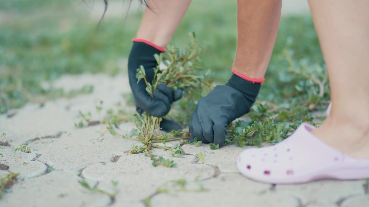 A nostalgic horizontal video shot, showing a woman with protective gloves pulling thick green weeds and unwanted grass growing over a paved walkway on a sunny evening.