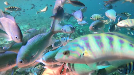 underwater footage of hand feeding colorful sea fish