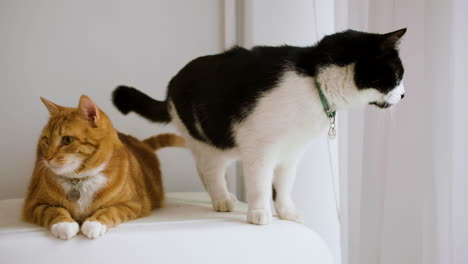 los gatos en el hogar