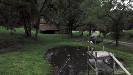 4k drone of ducks in a bond with goats grazing nearby in front of an old abandoned farmhouse