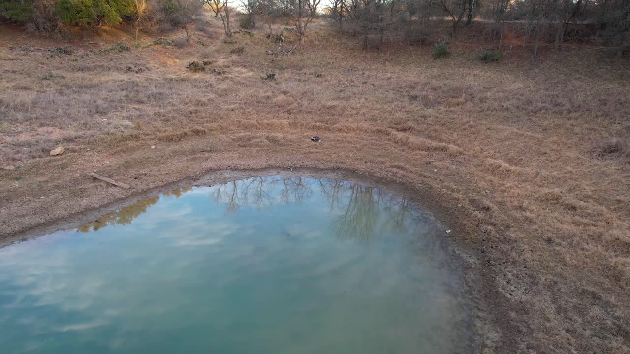 Aerial footage of a skunk around a pond