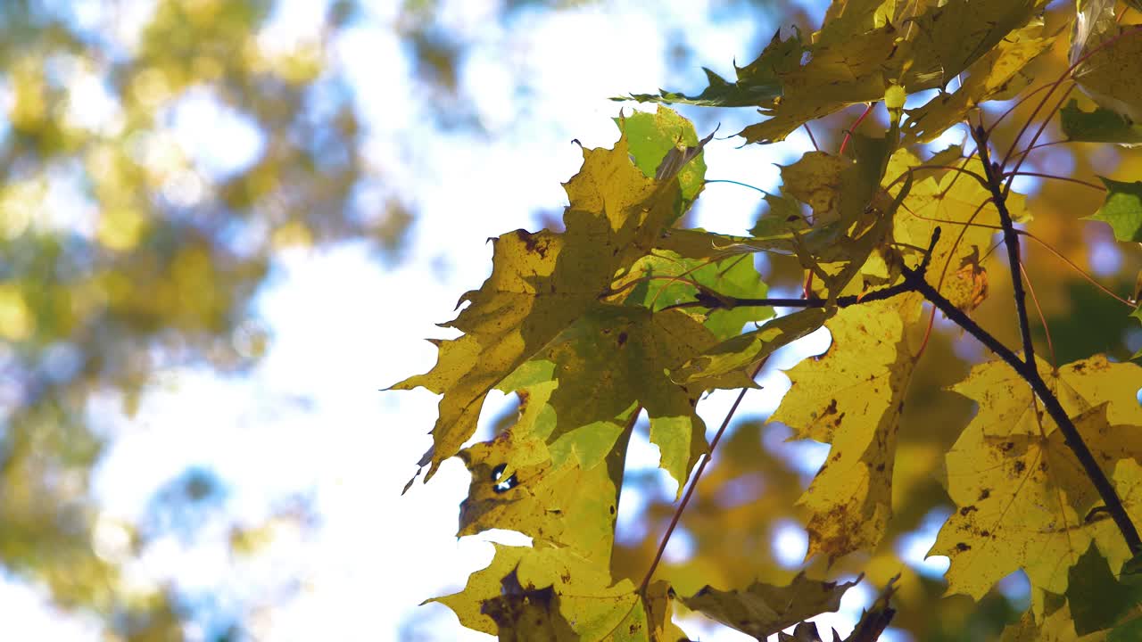 hojas de arce moviéndose con viento lento en un día soleado, de cerca