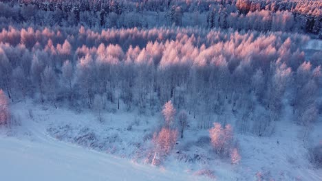 Boreal-seasonal-forests-covered-with-frost-in-early-morning-light-aerial-view