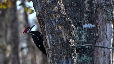 Pileated woodpecker making holes in a tree
