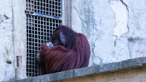 orangután mirando a través de las rejas en el zoológico de chonburi