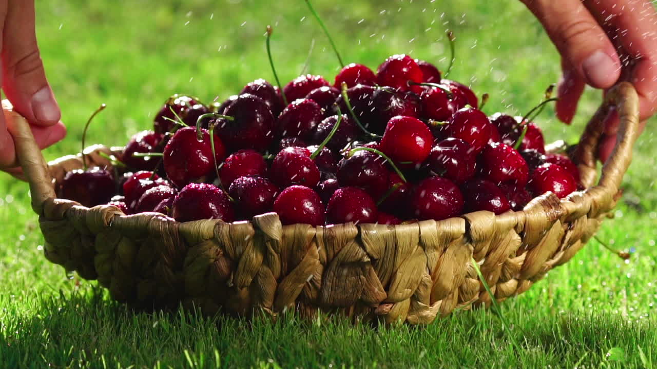 las cerezas frescas, maduras y jugosas giran en el sentido de las agujas del reloj.
