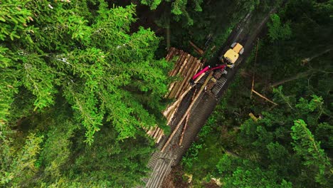 top down view of logging equipment in action at the forest - processing spruce forest